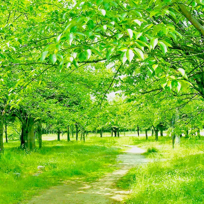 横山造園の花さんぽついて