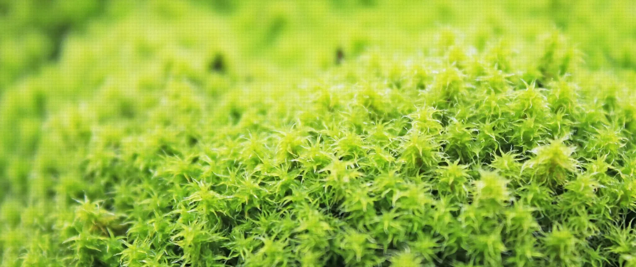 造園修景及び生活環境緑地の設計・施工・管理